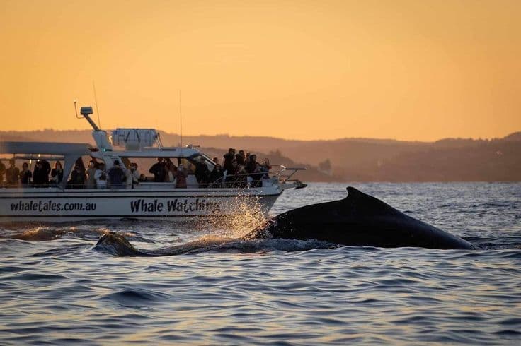 The Southern Explorer